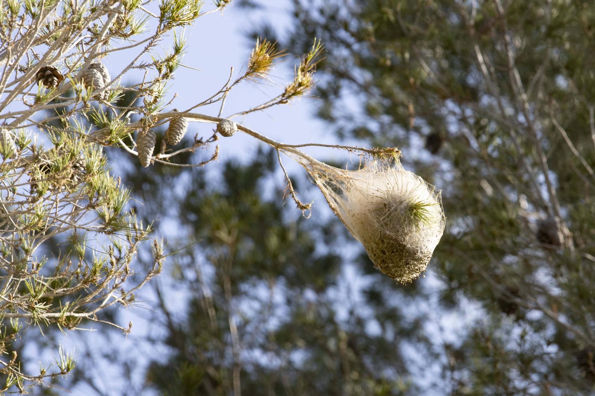 La procesionaria, una plaga que se expande en las zonas naturales
