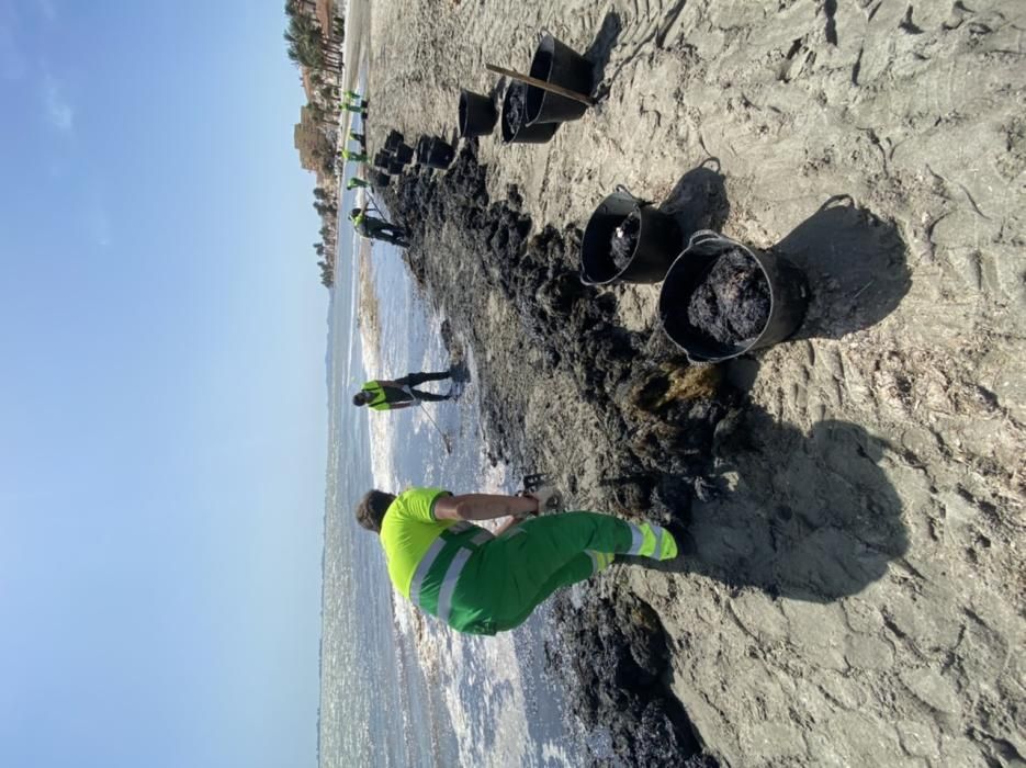 Limpieza del Mar Menor en Los Alcázares