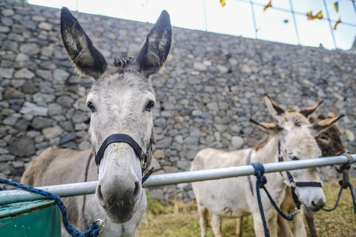 Feria de burros de La Culata de Tejeda 2025