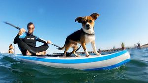 Pàdel surf caní, organitzat per PAT Educadora Canina.
