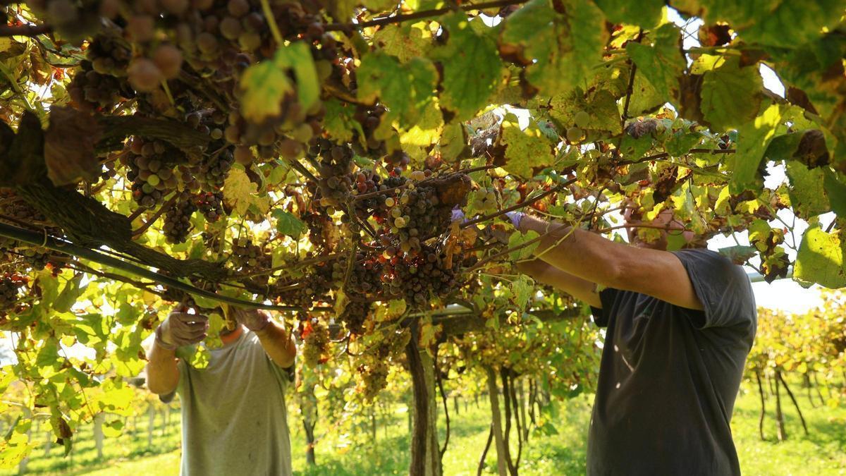 Viticultores en una vendimia tardía en O Salnés.