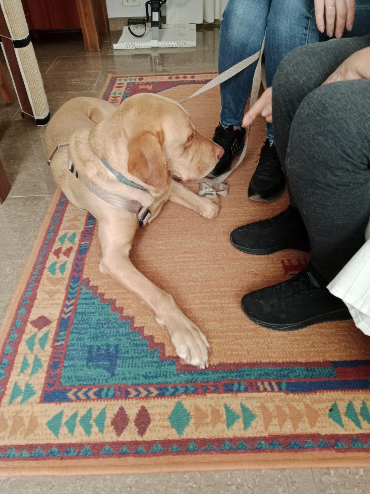 Uno de los perros que participan en el proyecto de acompañamiento a personas con Alzheimer.