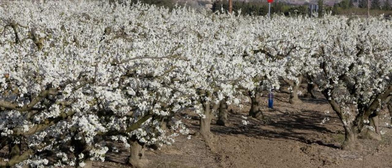 Imagen de archivo de una plantación de frutales en la Pobla del Duc. | PERALES IBORRA