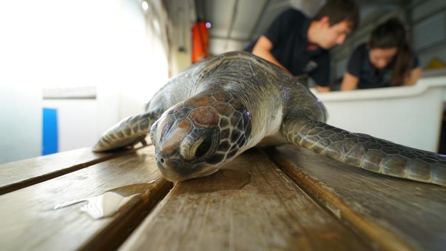 La tortuga boba hallada en Cullera volverá al mar en las costas de Xàbia
