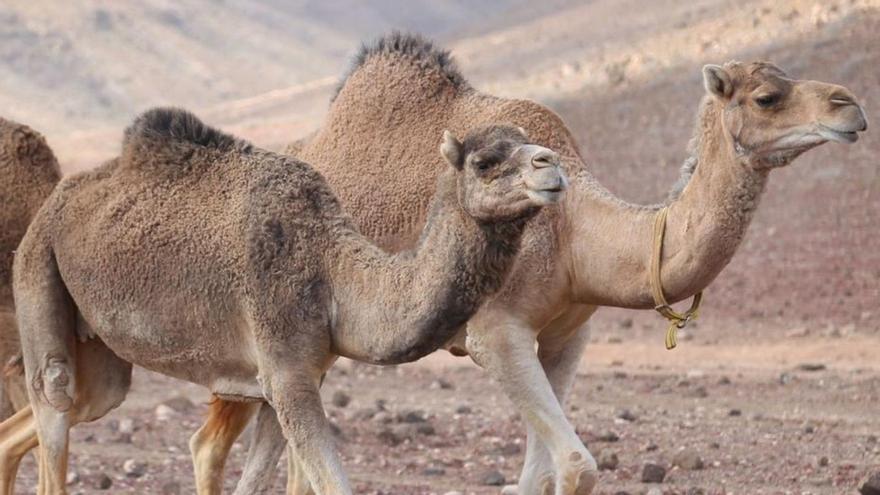 Ejemplares de camellos de la Granja Dromemilk, en el barranco de Goroy. |