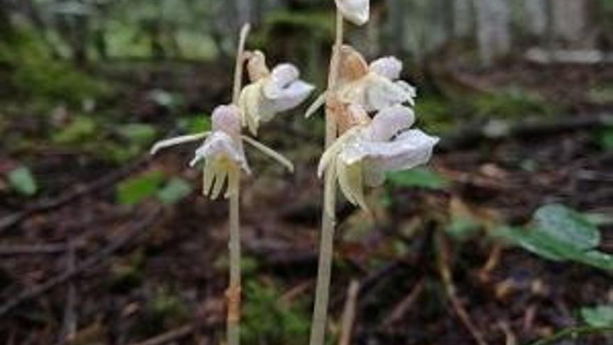 Detectada una espècie d&#039;orquídia considerada rara i en perill d&#039;extinció a l&#039;Alt Urgell