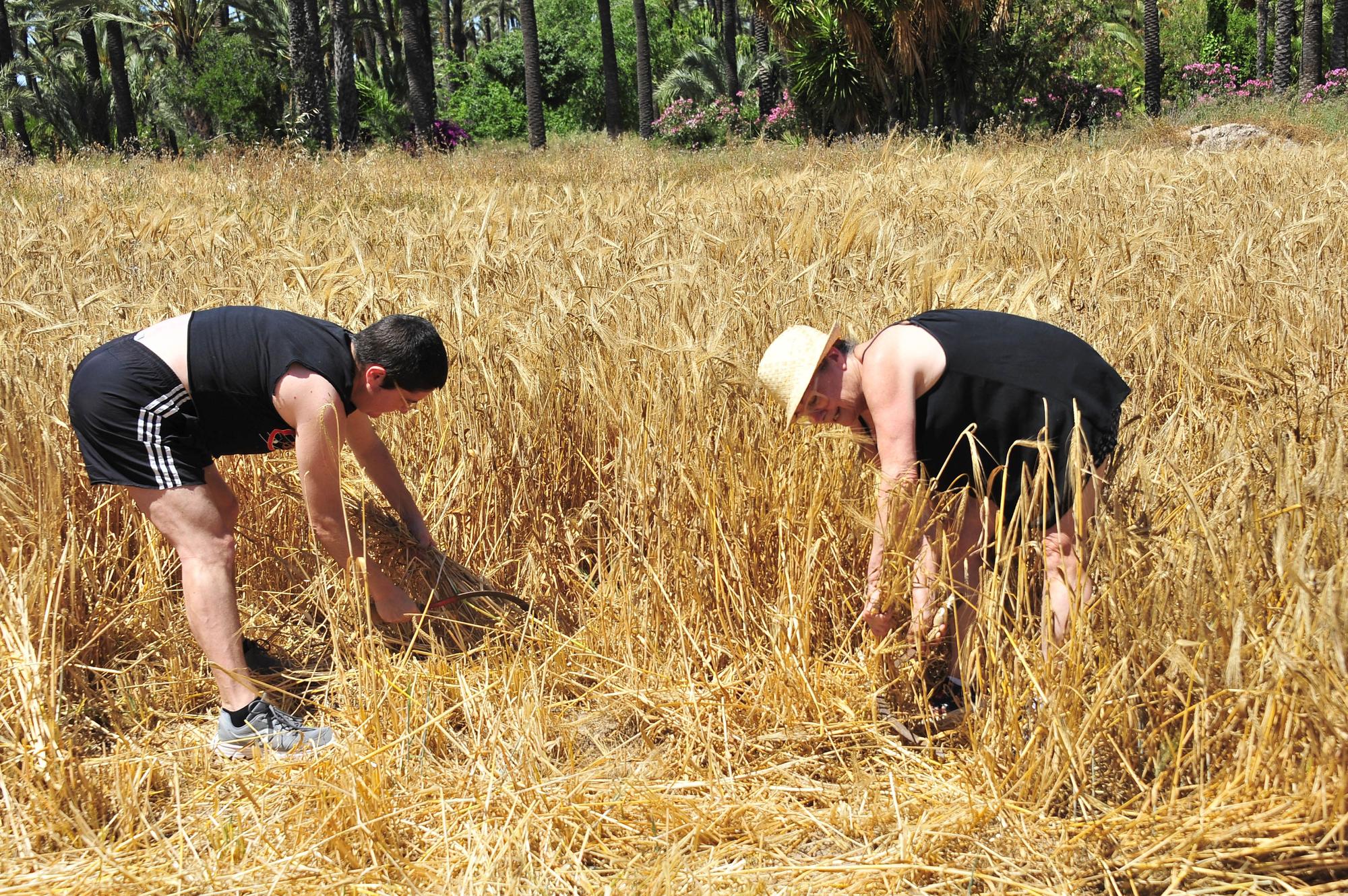 Segando  cebada  en l'Hort del Gat