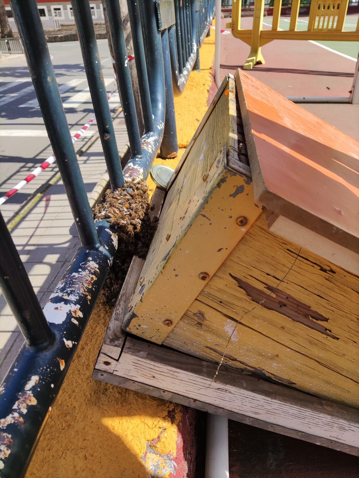 Un enjambre de abejas negras 'toma' la cancha de un colegio de Santa Brígida