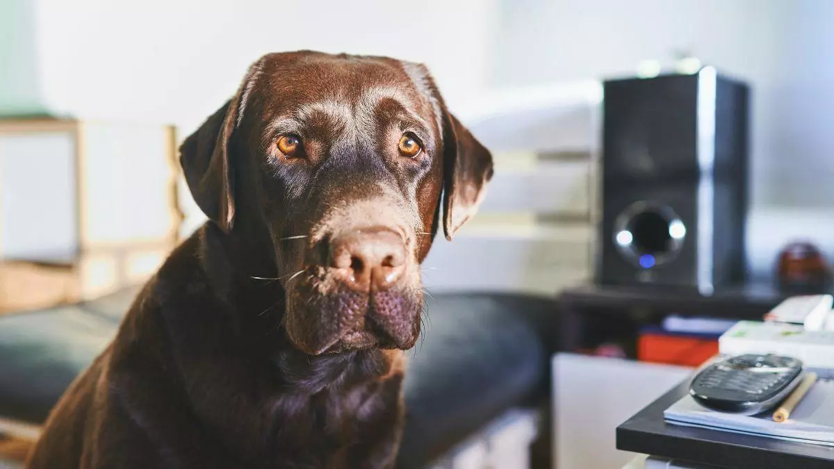 ¿Sabes realmente la edad de tu perro? La ciencia desmonta la regla de los siete años