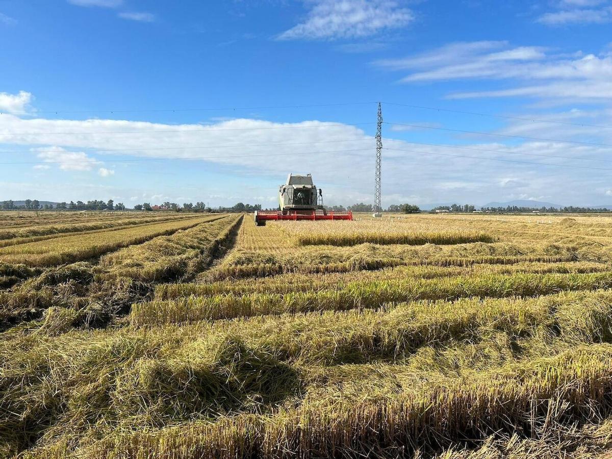 Archivo - Plantación de arroz