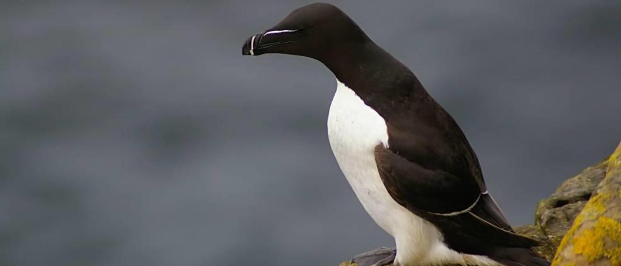 Imagen de un alca común en la que se aprecia su enorme parecido con los pingüinos.