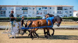 El Ayuntamiento de Mérida cambia de planes con los accesos a la carrera de cuádrigas en el Circo Romano