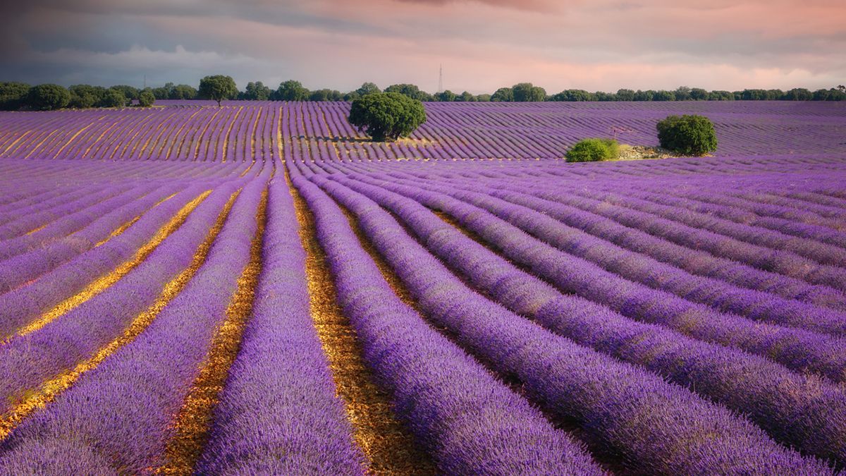 El mar violeta de la lavanda de Brihuega al atardecer, un espectáculo natural que atrae a miles de visitantes cada julio