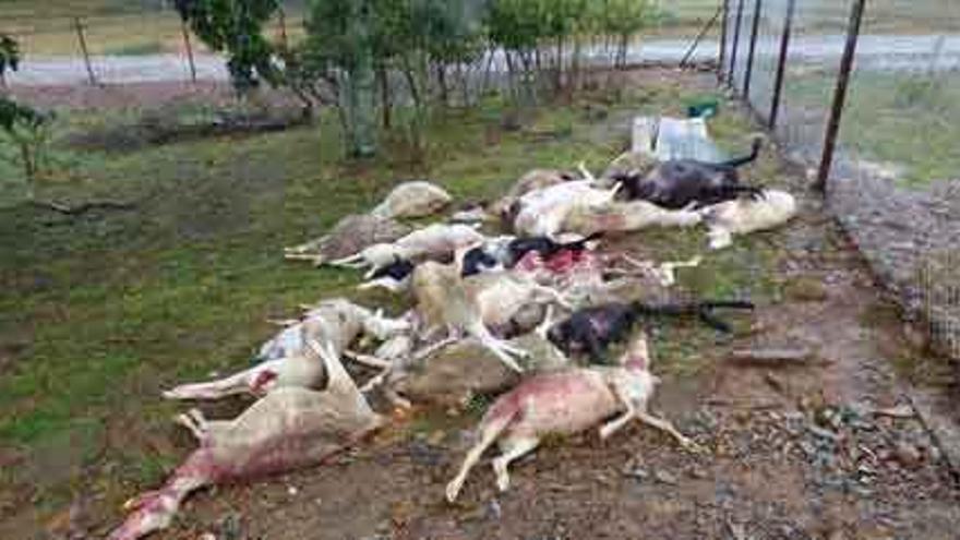 Los cadáveres amontonados tras el ataque de lobos en una explotación ovina de Alcañices.