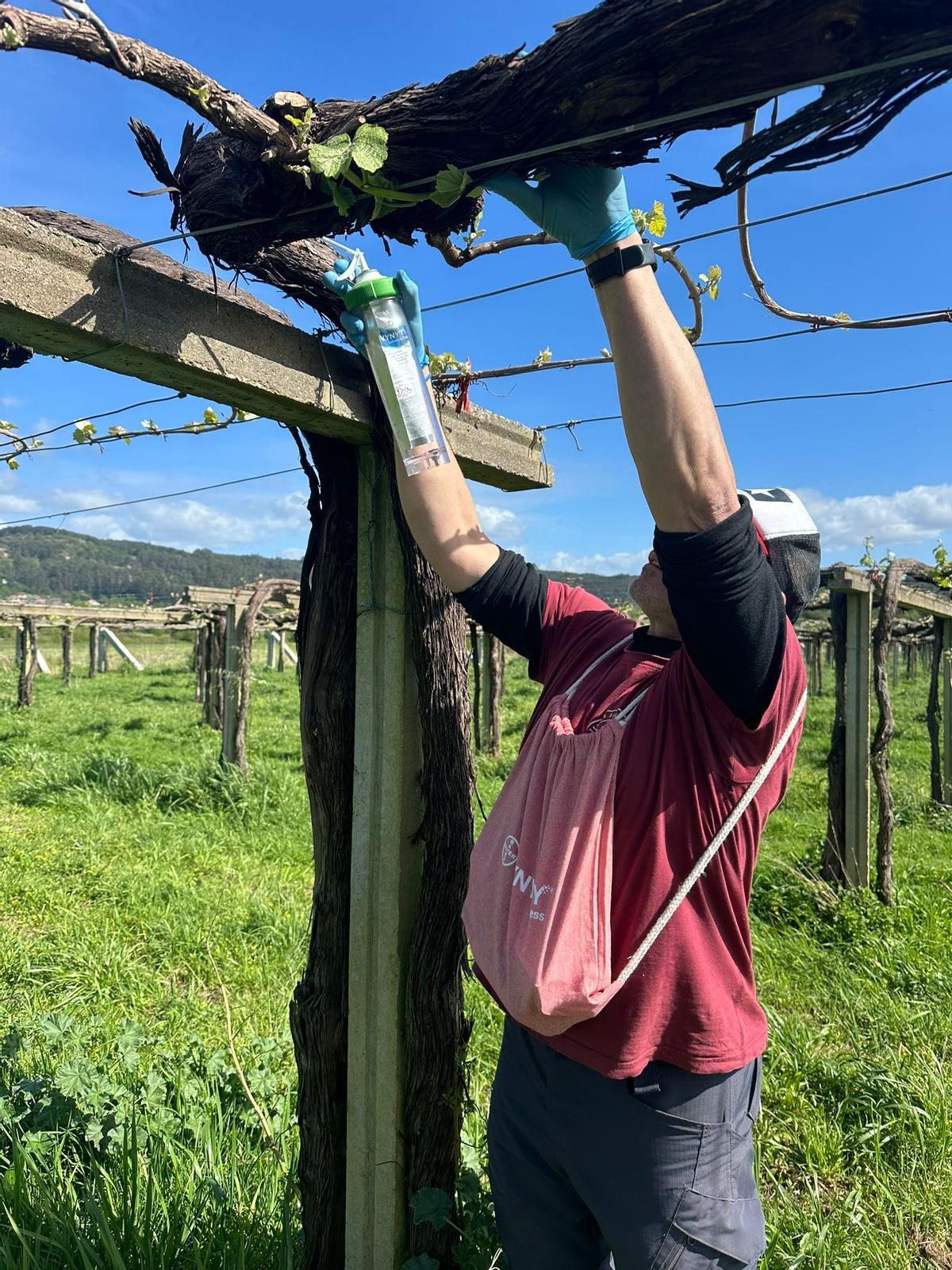 Un técnico aplicando &quot;Vynyty Lobesia Press&quot; en los viñedos de Terras de Lantaño.