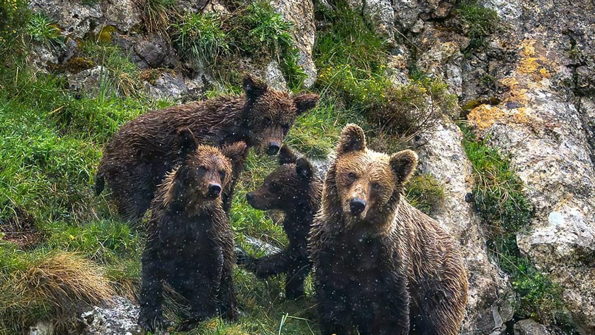 Imágenes de los osos en "modo primavera" en Asturias