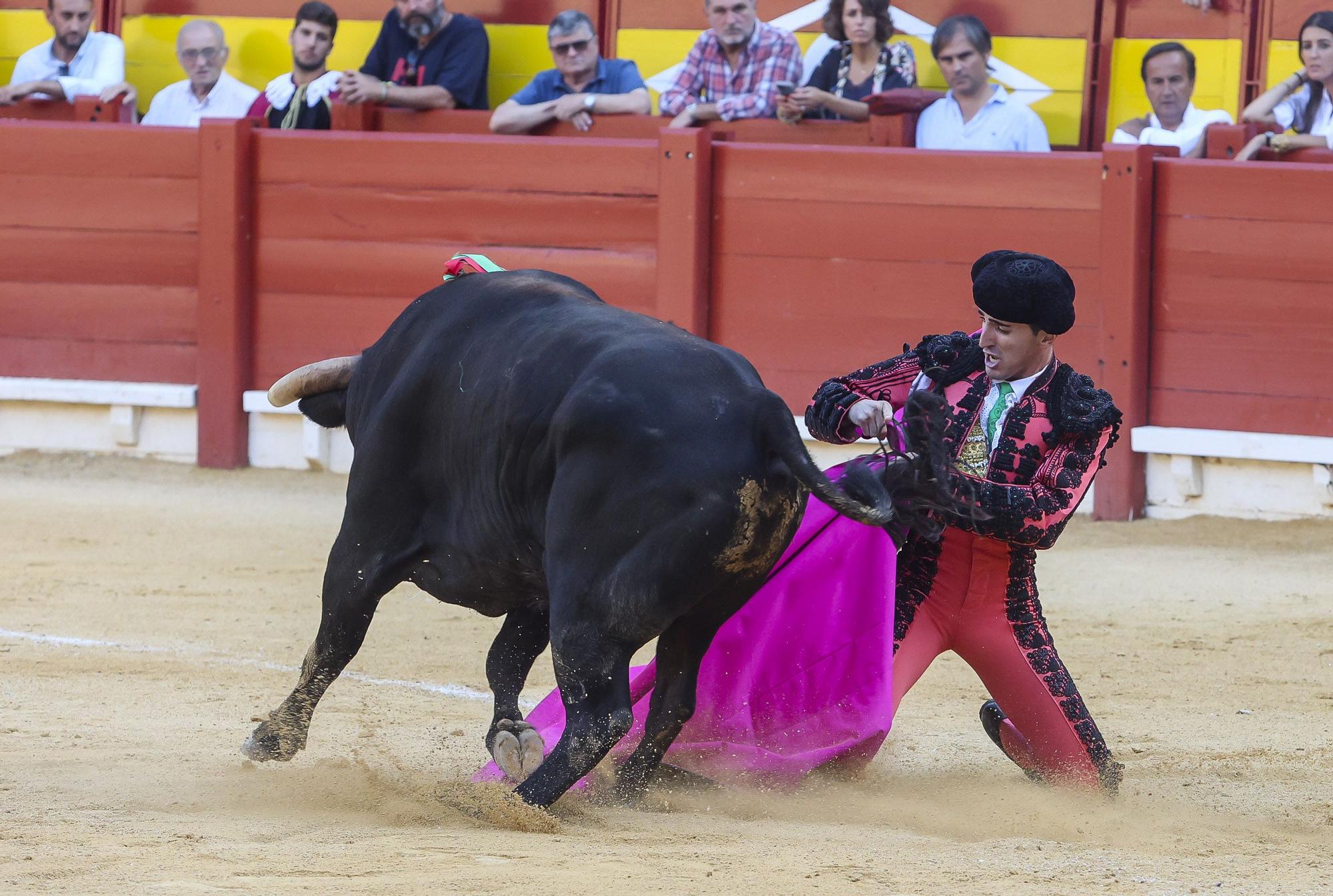 Novillada de Zacarías Moreno para cerrar la Feria de Hogueras