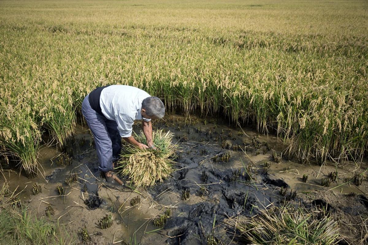Siega tradicional de arroz.