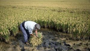 Siega tradicional de arroz.