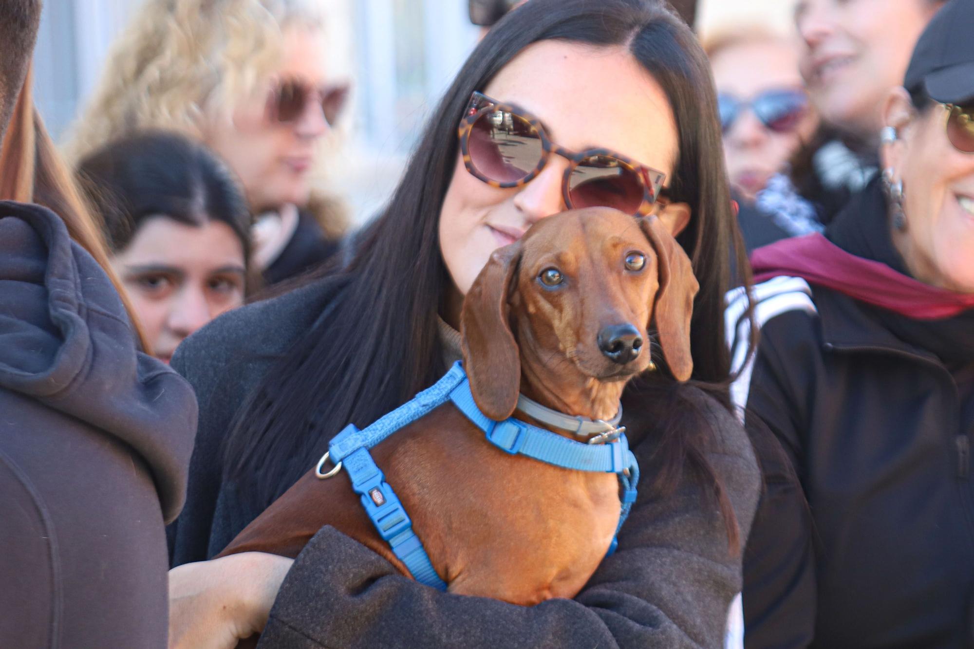 Romería y Bendición de animales en San Antón de Elche