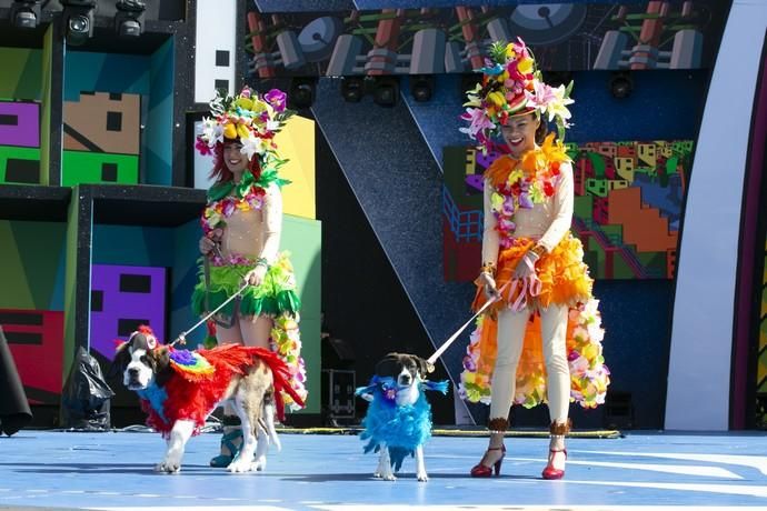 24.02.19. Las Palmas de Gran Canaria. Carnaval 2019. Concurso Carnaval Canino 2019. Haridian Alonso Hernández y Esosa Osahe Edoghogho Alonso, presentan a Niebla y Bethoven, con la fantasía "Abre tus alas y ponte a ladrar, guau guau". Foto Quique Curbelo