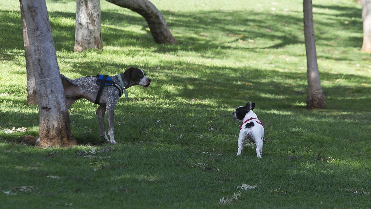 Perros en el parque de La Granja, en Santa Cruz.