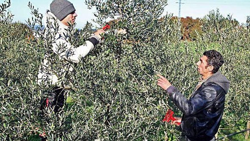 Los trabajadores peinan las ramas del olivo en A Estrada, para recoger el fruto a mano.