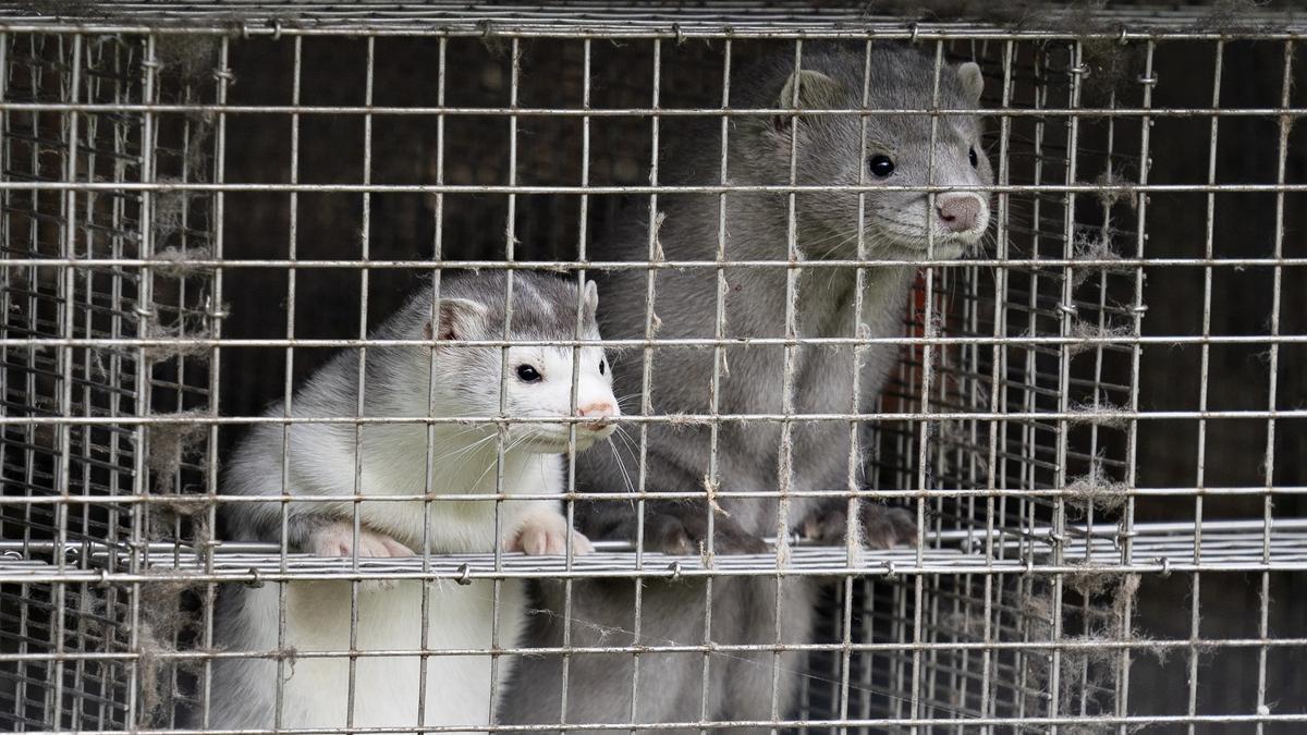 Visones enjaulados en una granja peletera.