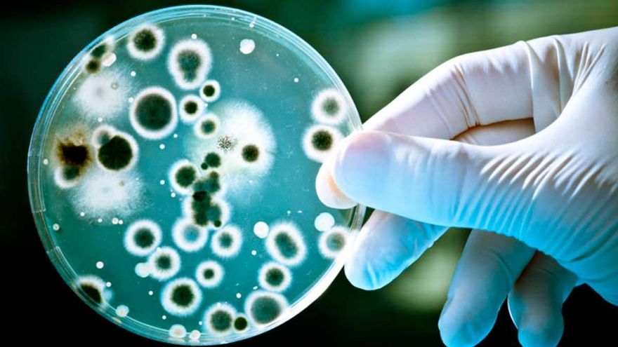 Qué son y cómo actúan las superbacterias, que matan 20 veces más que los accidentes de tráfico, según una investigación