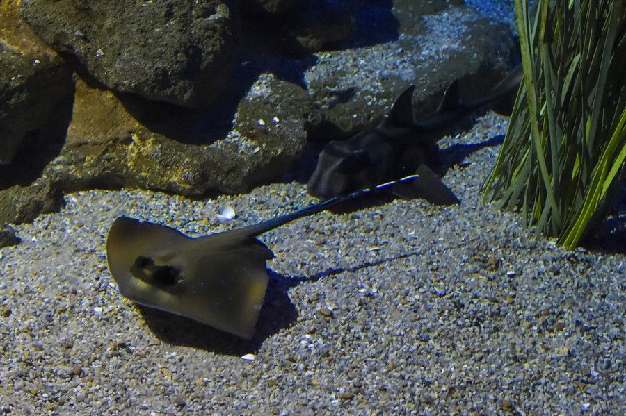 Reapertura del acuario Poema del Mar