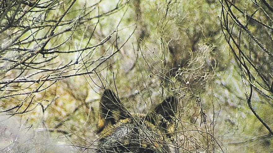 Un lobo apostado entre la vegetación en La Culebra.