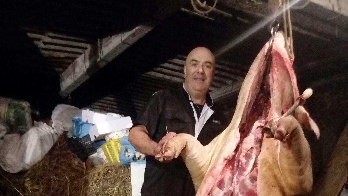 El cerdo más grande que mató en su vida, un ejemplar de 300 kilos en la zona de Marín.