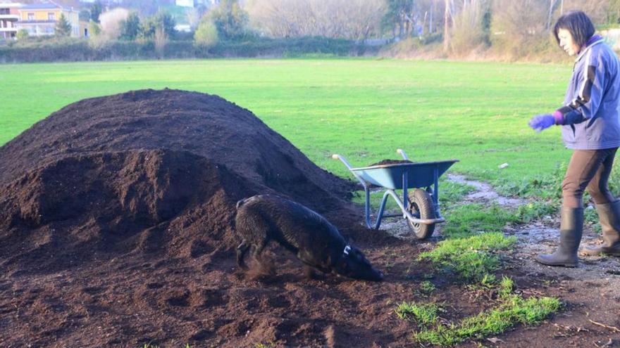 Una mujer recoge ayer parte del compost depositado por la Mancomunidade en el campo de Massó en Cangas.