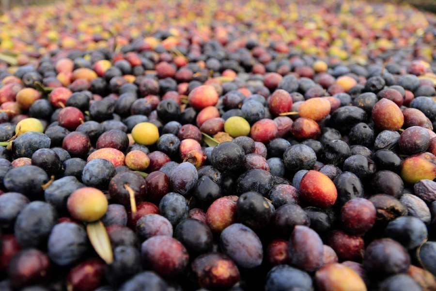 Recogida de aceituna en Fermoselle