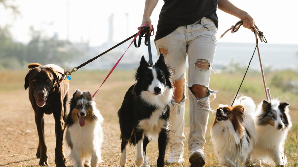 COURSE TO HAVE A DOG | Everything that is known so far about the new compulsory course to have a dog COURSE TO HAVE A DOG | Everything that is known so far about the new compulsory course to have a dog