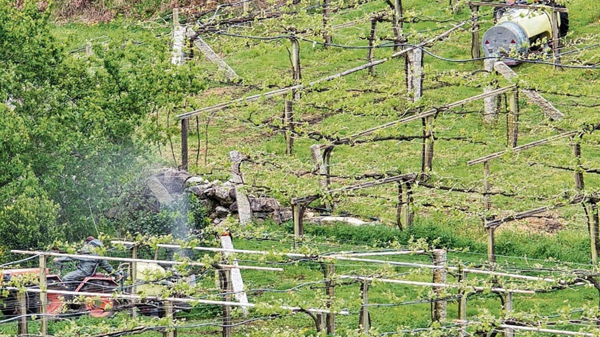 Aplicación de un tratamiento fungicida contra el mildiu en un viñedo.