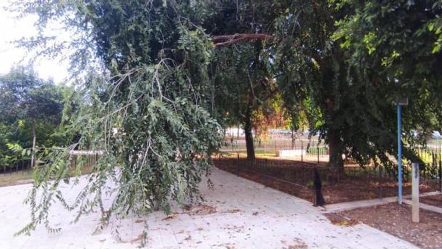 Arbolado sin podar en un parque de San Isidro