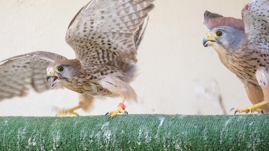 Así se trabaja en el Centro de Recuperación de Fauna de Santa Faz