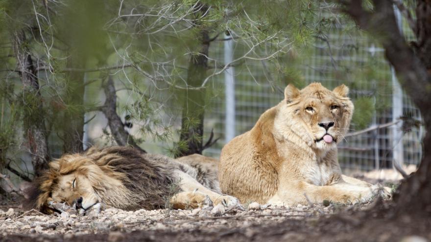 El adiós definitivo de los circos con animales salvajes en España