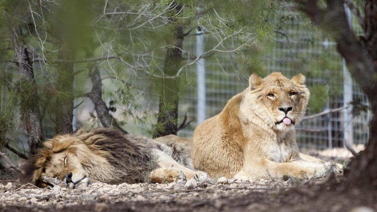 Los leones Govani y Silas rescatados del circo descansando en el centro de la Fundación AAP Primadomus de Villena.