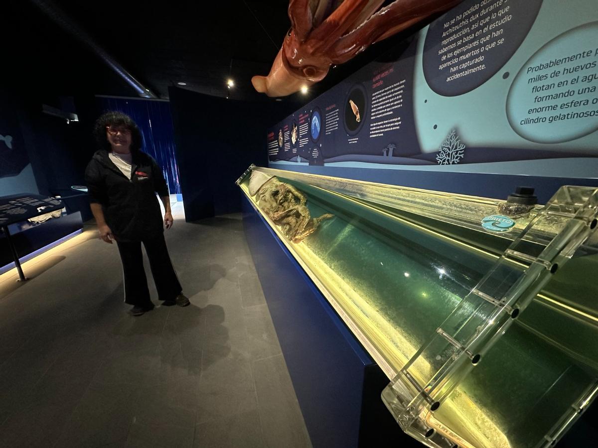 EN IMÁGENES: Todo lo que esconde el Museo del Calamar Gigante de Luarca