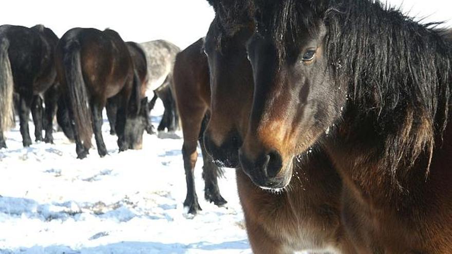 Algunos de los caballos del monte Cincar, a unos 250 kilómetros al suroeste de Sarajevo (Bosnia-Herzegovina), los últimos en estado salvaje del sureste de Europa, sobre los que se ha desatado una campaña para exigir más protección sobre ellos, después de que una fotografía de un potro alimentando a su madre gravemente herida por un cazador furtivo se publicara estos días en la prensa bosnia.