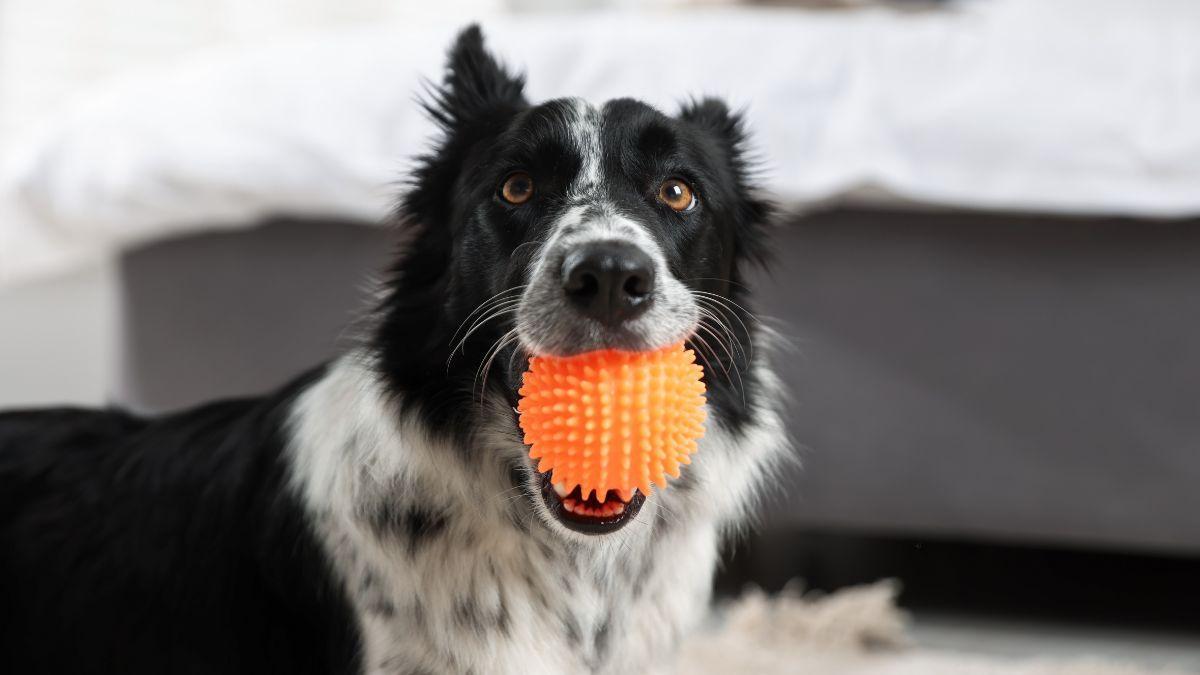 Los adiestradores caninos coinciden: “Jugar con la pelota todos los días puede generar un problema en tu perro sin que lo notes”