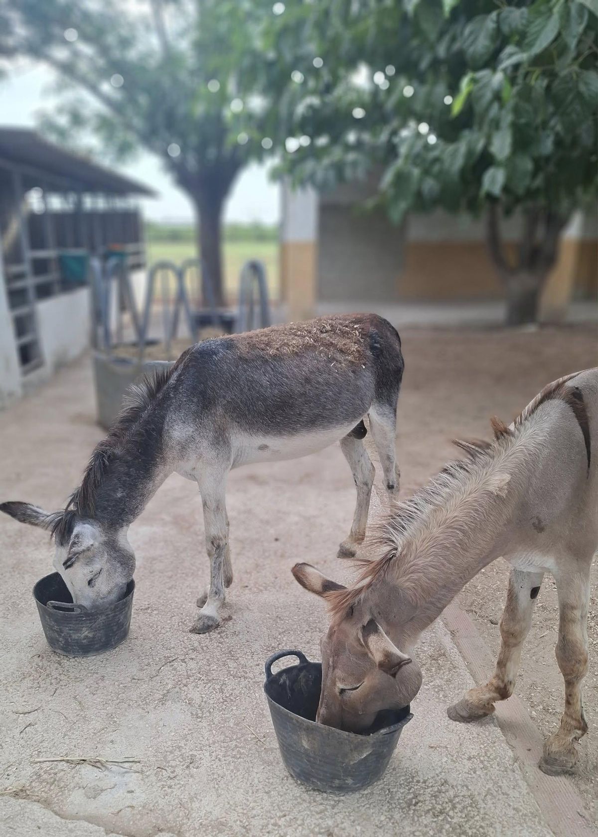 Los animales, ya recupérandose en la finca de Orihuela.