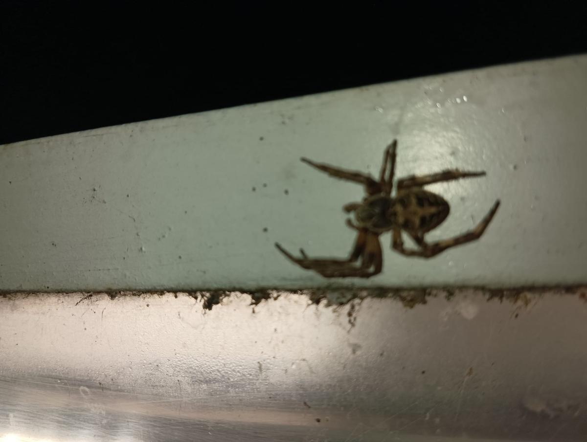 Fotogalería | Las arañas del puente Lusitania de Mérida