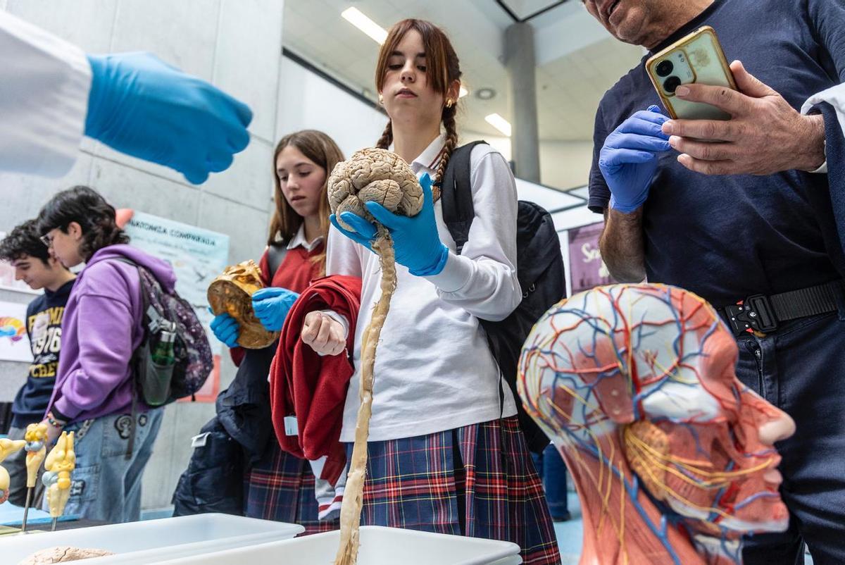 Más jóvenes observando un cerebro con médula espinal