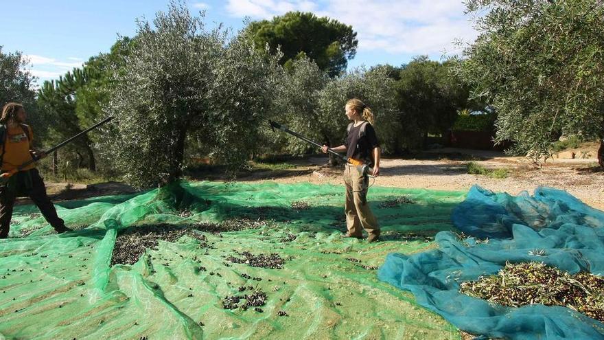 L&#039;Alt Empordà i les comarques gironines perden més de la meitat de collita d’oli d’oliva