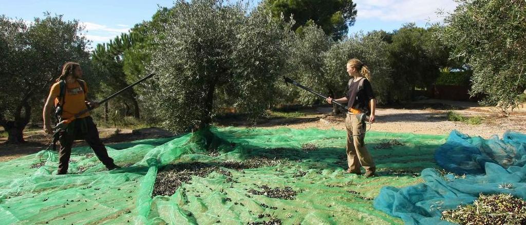 Agricultors de l'Alt Empordà durant la collita d'olives, en una imatge d'arxiu.