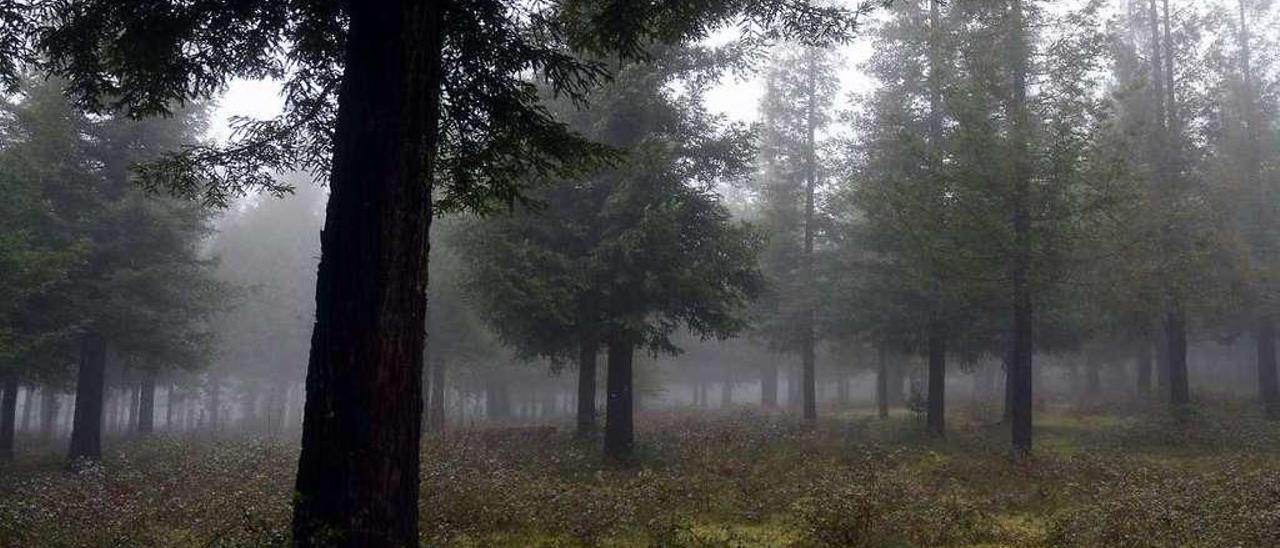 El bosque de secuoyas, ubicado en el Castrove, del que se encargó la impresión de folletos. // Rafa Vázquez