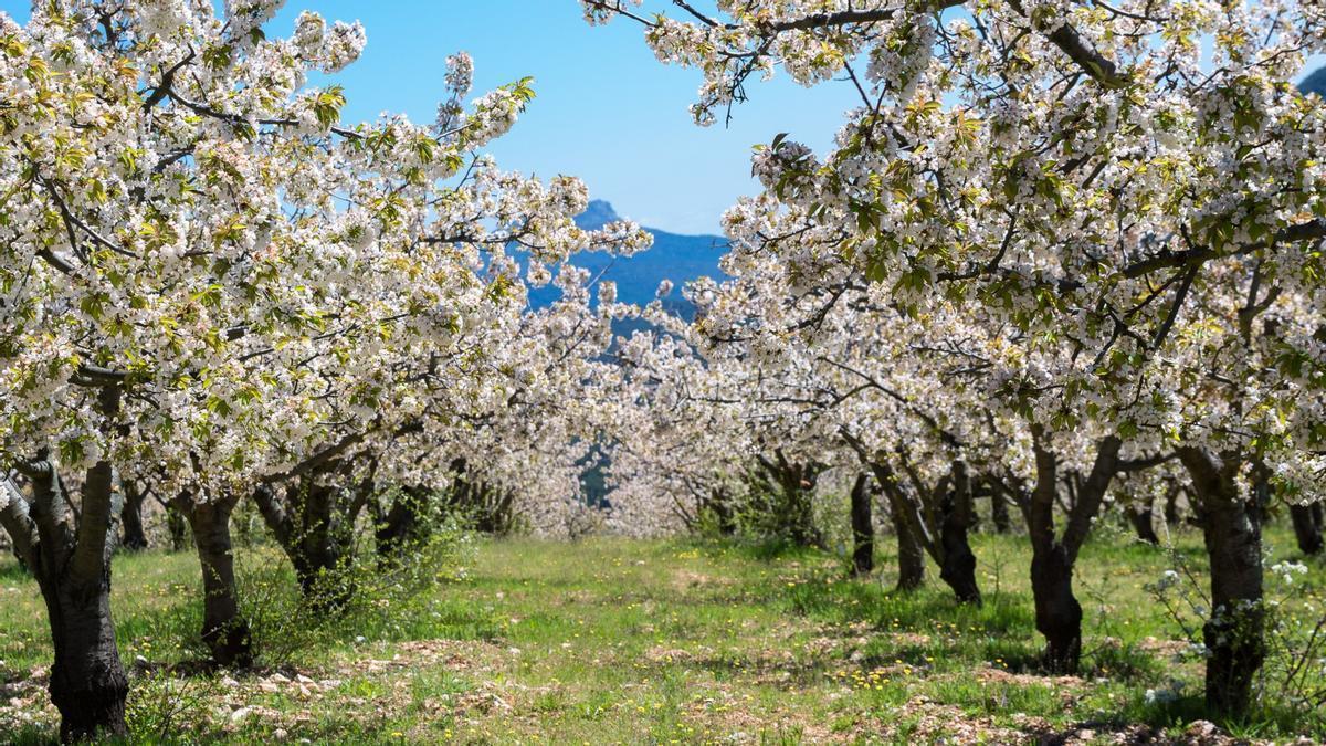 El rincón más bonito y desconocido de Burgos para perderse entre cerezos en flor: el valle de Las Caderechas.